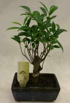 Japon aac bonsai bitkisi sat  Ankara Kzlay online iek gnderme sipari 