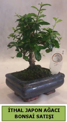 �thal japon a�ac� bonsai bitkisi sat���  Ankara K�z�lay online �i�ek g�nderme sipari� 