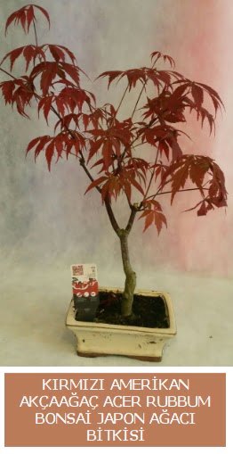 Amerikan ak�aa�a� Acer Rubrum bonsai  Ankara K�z�lay �i�ek yolla , �i�ek g�nder , �i�ek�i  