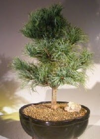 �am a�ac� bonsai bitkisi sat���  K�z�lay uluslararas� �i�ek g�nderme 