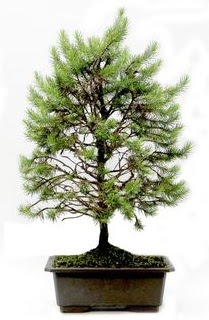 *** STOKTA YOK - �am a�ac� bonsai bitkisi sat���  K�z�lay online �i�ek�i , �i�ek sipari�i 