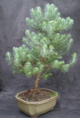 Bonsai �am a�ac� japon a�ac� bitkisi  K�z�lay �i�ek�iler 