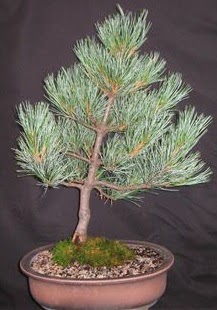 Bonsai �am a�ac� japon a�ac� bitkisi  Ankara K�z�lay hediye sevgilime hediye �i�ek 