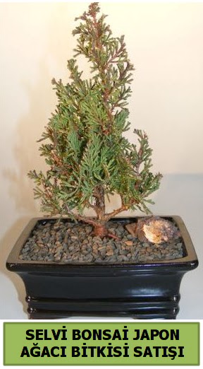 Selvi �am japon a�ac� bitkisi bonsai  Ankara K�z�lay online �i�ek g�nderme sipari� 