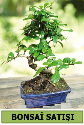 �am bonsai japon a�ac� sat���  K�z�lay cicek , cicekci 