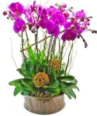 Ahap ktkte lila mor orkide 8 li  Kzlay iek online iek siparii 