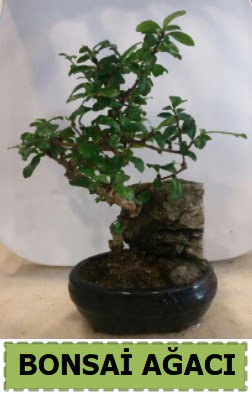Bonsai a�ac� japon a�ac� sat���  Ankara K�z�lay 14 �ubat sevgililer g�n� �i�ek 