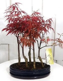 5 adet japon akçaağaç bonsai çiçeği  Kızılay cicek , cicekci 