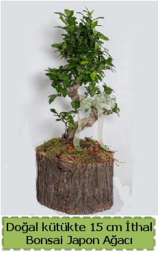 Do�al k�t�kte �thal bonsai japon a�ac�  K�z�lay �i�ek sipari�i vermek 