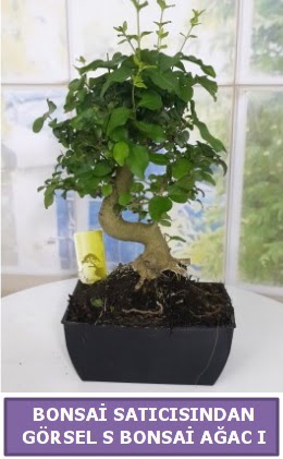 S dal e�rili�i bonsai japon a�ac�  K�z�lay cicek , cicekci 