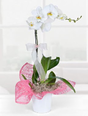 Tek dallı beyaz orkide seramik saksıda  Kızılay çiçek siparişi vermek  
