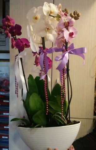 Mor ve beyaz ve pembe 6 dall orkide  Kzlay uluslararas iek gnderme 