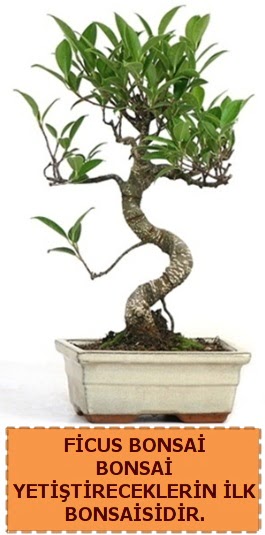 Ficus bonsai 15 ile 25 cm aras�ndad�r  Ankara K�z�lay internetten �i�ek sipari�i 