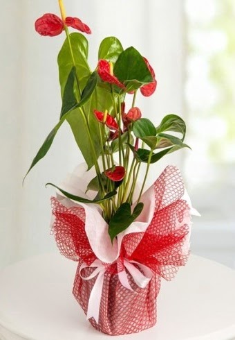Anthurium Saksı Çiçeği  Ankara Kızılay 14 şubat sevgililer günü çiçek 