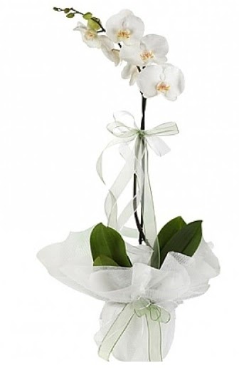 Tekli Beyaz Orkide  Ankara Kzlay 14 ubat sevgililer gn iek 