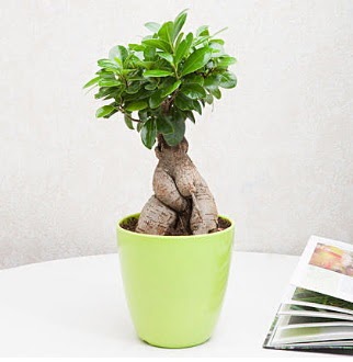 Ficus Ginseng Bonsai  Ankara K�z�lay �nternetten �i�ek sipari�i 