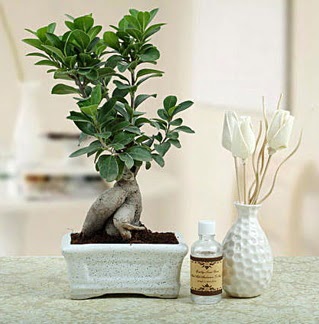 Ginseng ficus bonsai  Ankara Kzlay iek servisi , ieki adresleri 
