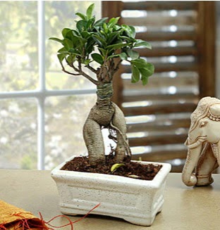 Marvellous Bonsai ginseng  Ankara K�z�lay hediye sevgilime hediye �i�ek 