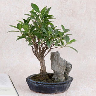 Japon aac Evergreen Ficus Bonsai  Kzlay iekiler 