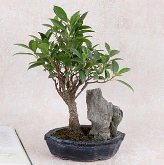 Japon a�ac� Evergreen Ficus Bonsai  K�z�lay �i�ek�iler 