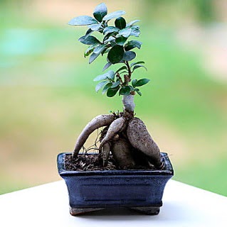 Marvellous Ficus Microcarpa ginseng bonsai  Ankara Kzlay kaliteli taze ve ucuz iekler 