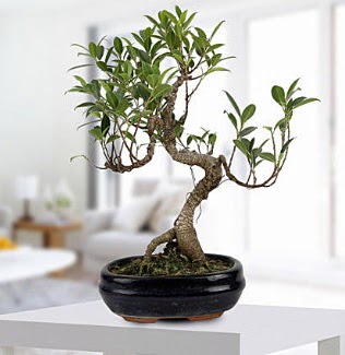 Gorgeous Ficus S shaped japon bonsai  Ankara Kzlay hediye iek yolla 
