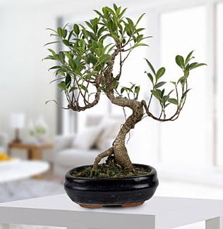Gorgeous Ficus S shaped japon bonsai  Ankara K�z�lay hediye �i�ek yolla 