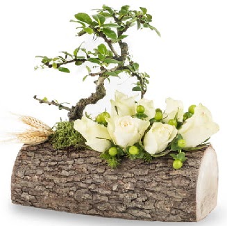 Do�al k�t�kte bonsai a�ac� ve 7 beyaz g�l  K�z�lay �i�ek�iler 