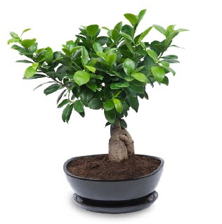 Ginseng bonsai a�ac� �zel ithal �r�n  K�z�lay �i�ek online �i�ek sipari�i 