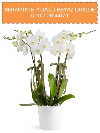 Seramikte 4 dall beyaz orkide  Ankara Kzlay iek servisi , ieki adresleri 