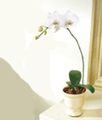  Kzlay iek siparii vermek  Saksida kaliteli bir orkide