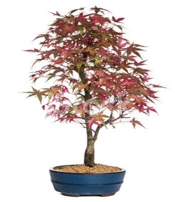 Ak�aa�a� bonsai s�per bonsai a�ac�  Ankara K�z�lay yurti�i ve yurtd��� �i�ek sipari�i 