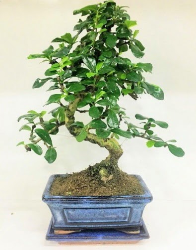 S Bonsai japon a�ac� bitkisi  Ankara K�z�lay �i�ek yolla , �i�ek g�nder , �i�ek�i  