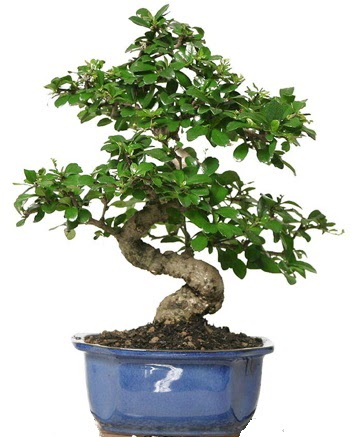 21 ile 25 cm aras� �zel S bonsai japon a�ac�  Ankara K�z�lay online �i�ek g�nderme sipari� 