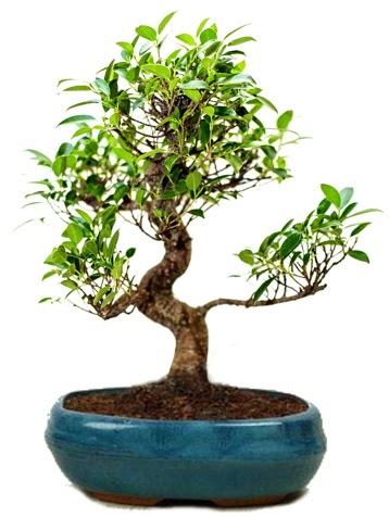 25 cm ile 30 cm aralnda Ficus S bonsai  Kzlay iekiler 