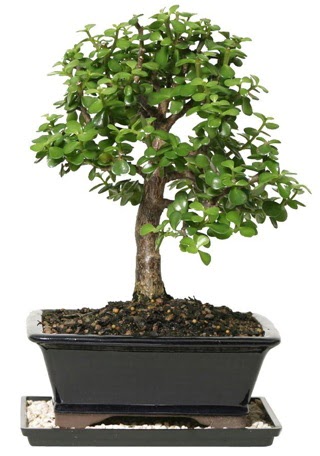 15 cm civarı Zerkova bonsai bitkisi  Ankara Kızılay hediye sevgilime hediye çiçek 