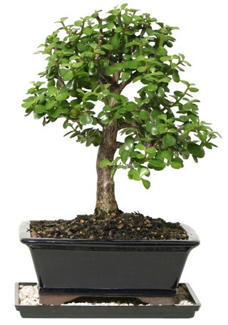 15 cm civar� Zerkova bonsai bitkisi  Ankara K�z�lay hediye sevgilime hediye �i�ek 