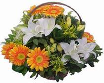  K�z�lay �i�ek�i ma�azas�  sepet modeli Gerbera kazablanka sepet