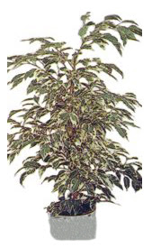  K�z�lay �i�ek g�nderme  Ficus starlight  