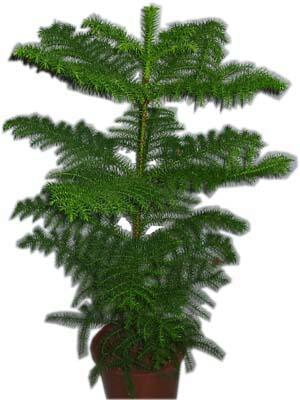  Ankara K�z�lay hediye �i�ek yolla  Araucaria 