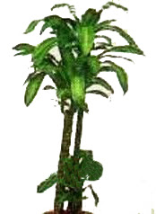 Ankara  K�z�lay �i�ek sipari�i sitesi  Dracaena massengena