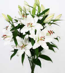  K�z�lay �i�ek ma�azas� , �i�ek�i adresleri  5 Beyaz lilyum kazablanka