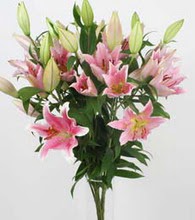  K�z�lay uluslararas� �i�ek g�nderme  5 Pembe lilyum kazablanka buket �i�ek modeli