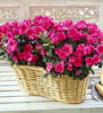 K�z�lay anneler g�n� �i�ek yolla  Iki adet a�elya sepette