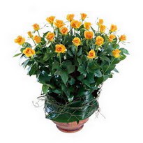  Kızılay online çiçekçi , çiçek siparişi  10 adet sari gül tanzim cam yada mika vazoda çiçek