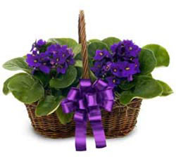  K�z�lay �i�ek ma�azas� , �i�ek�i adresleri  sepette 2 adet menekse