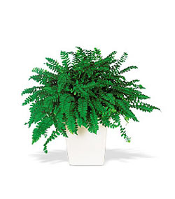  Ankara K�z�lay g�venli kaliteli h�zl� �i�ek  Decorative Fern ask merdiveni