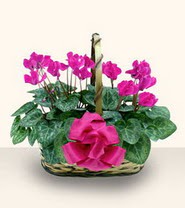  Ankara K�z�lay yurti�i ve yurtd��� �i�ek sipari�i  Double Cyclamen sepette