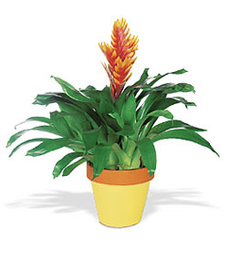  Ankara K�z�lay �i�ek yolla , �i�ek g�nder , �i�ek�i   Exotic Bromeliad ithal saksi