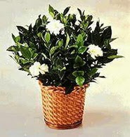 Ankara K�z�lay �nternetten �i�ek sipari�i  Gardenia Plant ithal saksi